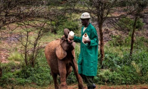 Rescued elephant calves at the Sheldrick Wildlife Trust
