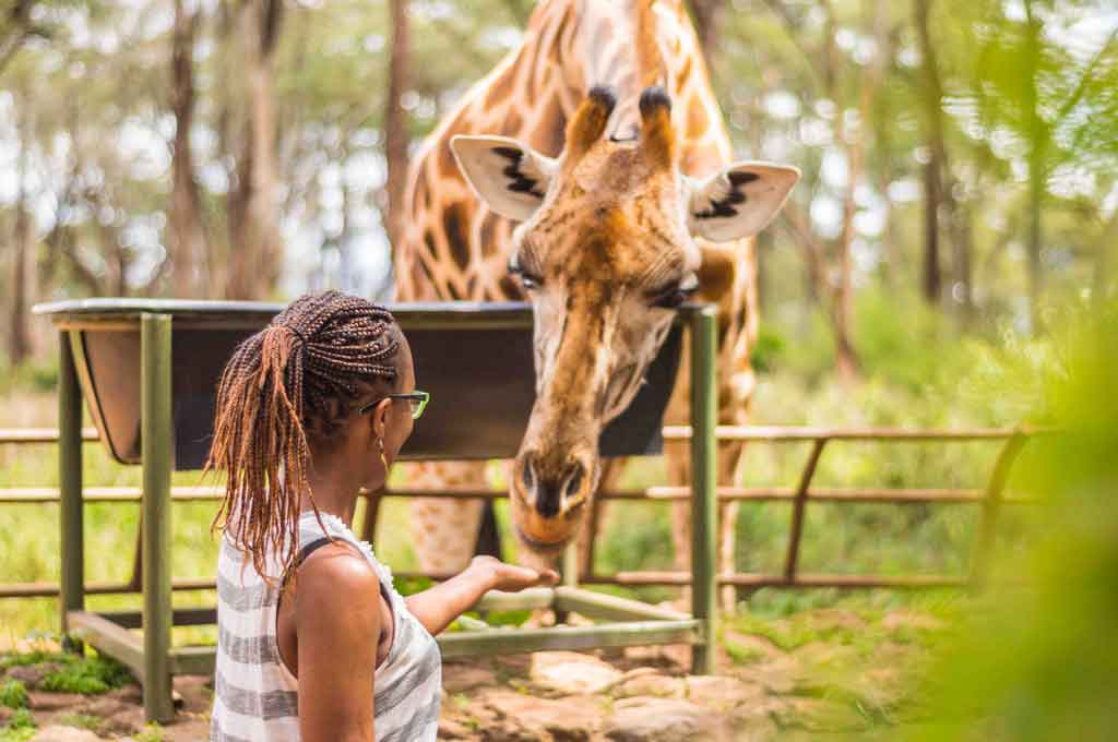 The Giraffe Centre